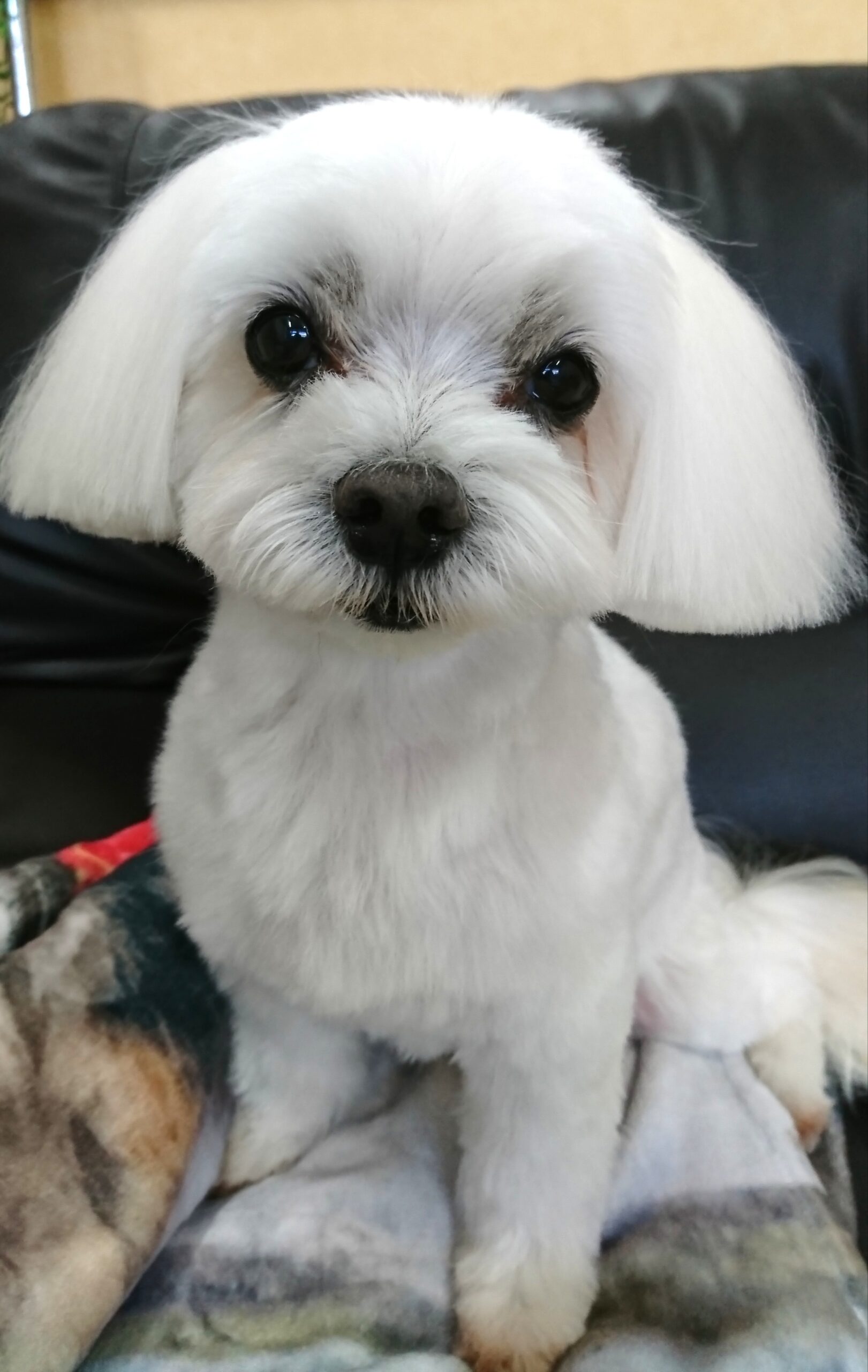 真っ白マルチーズの可愛い彼 全身カット 歯磨き トリートメントパック 宇都宮のペットサロン トリミングサロン Dog One ドッグワン