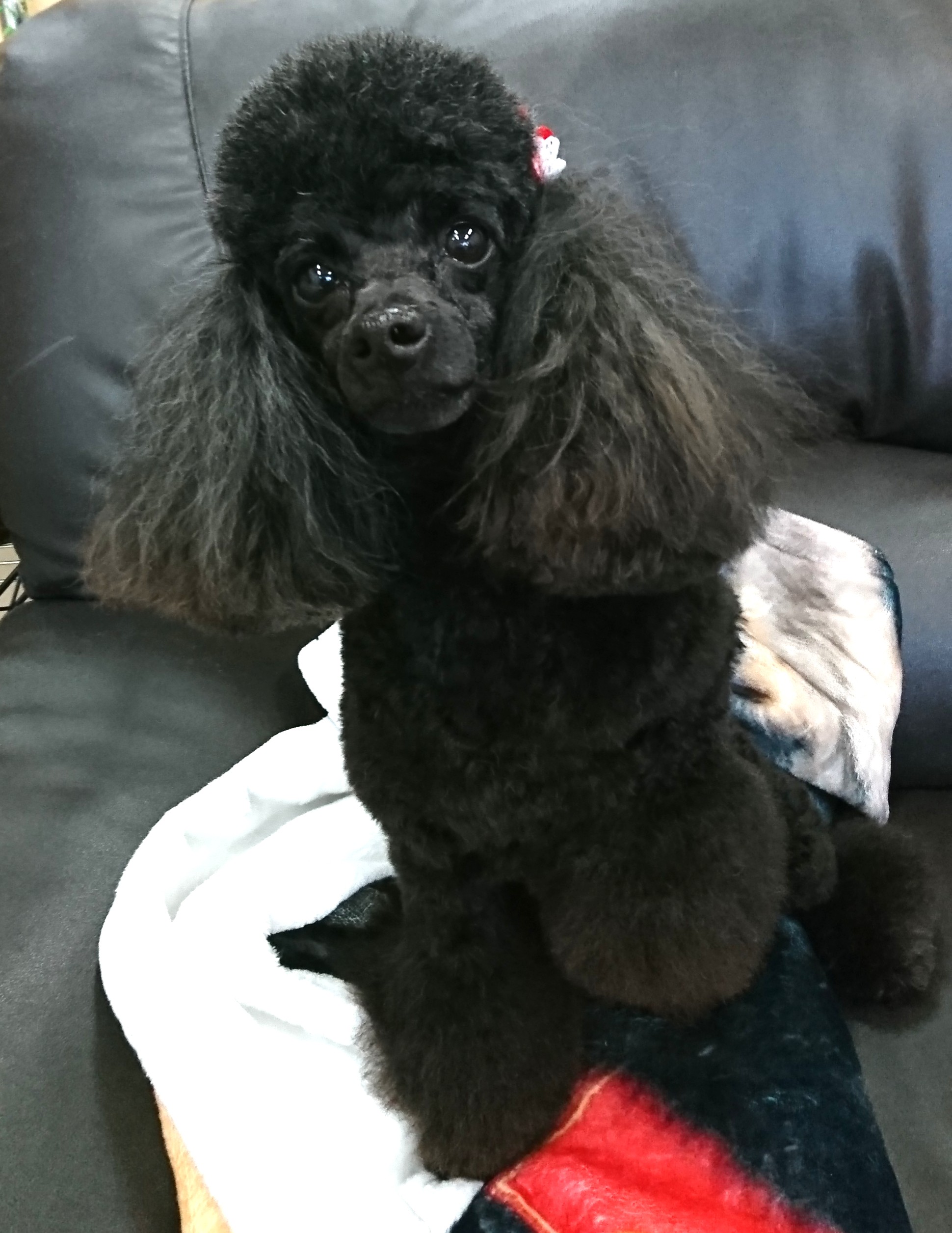 ラムクリップとっても美人さんなトイプードルの彼女 宇都宮のペットサロン トリミングサロン Dog One ドッグワン