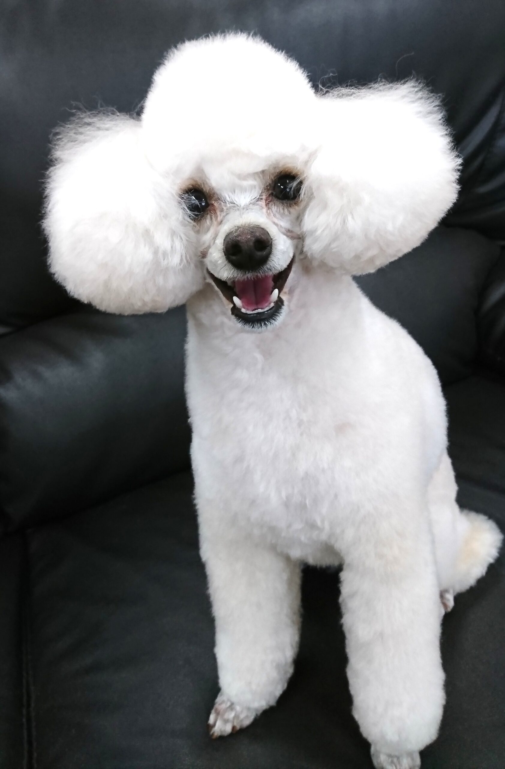 元気いっぱいラムカット可愛い彼 宇都宮のペットサロン トリミングサロン Dog One ドッグワン