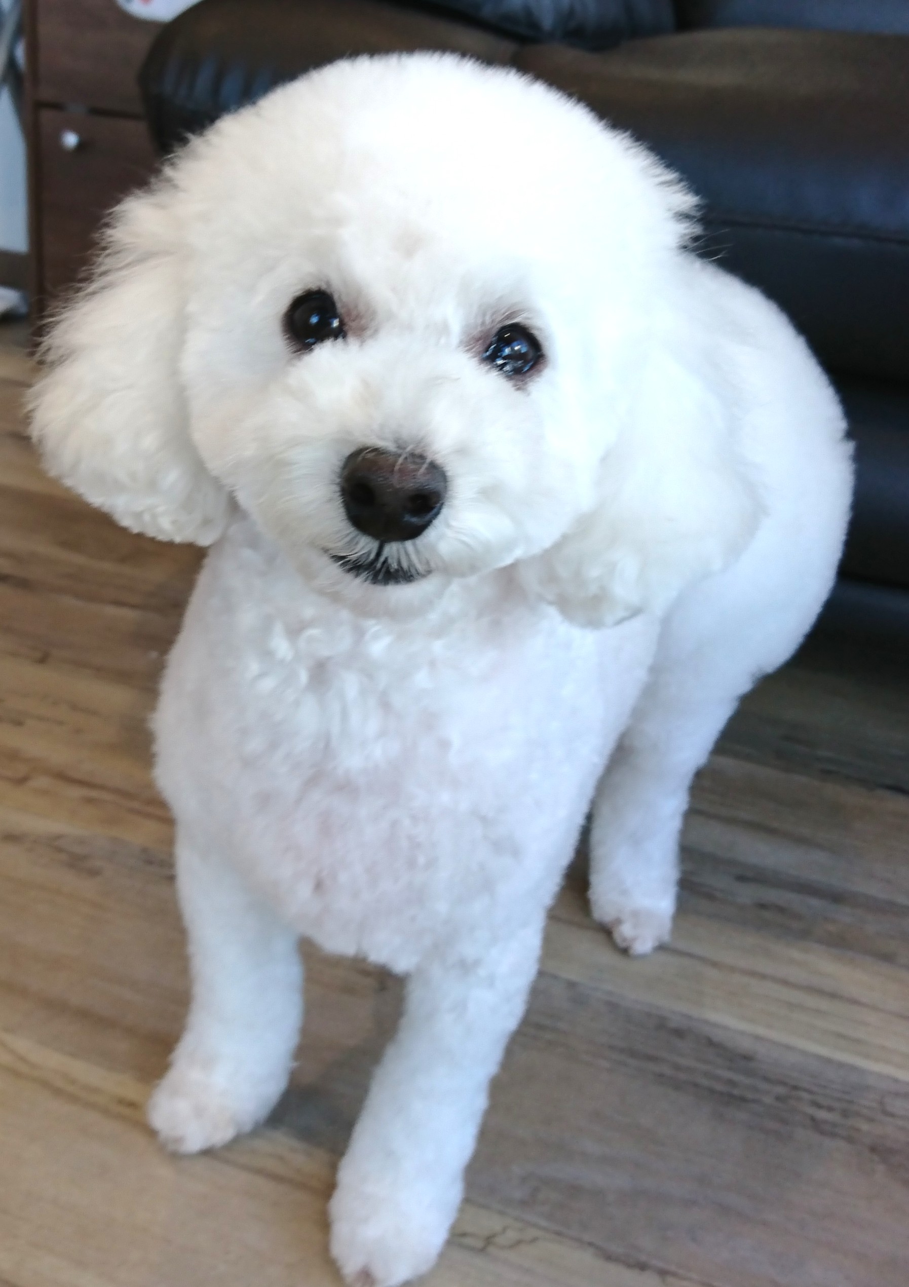 真っ白ふわふわにおパンツカット可愛いトイプードルの彼女 宇都宮のペットサロン トリミングサロン Dog One ドッグワン