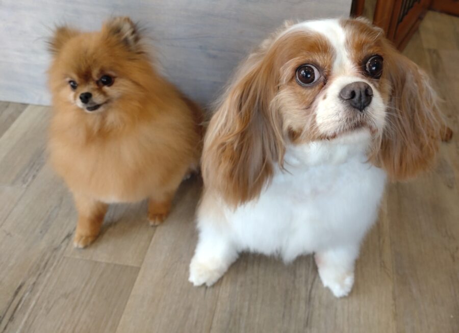 ゆここ様❤キャバリア ハロウィン オブジェ♡プードル ポメラニアン ペン立て♡ ゆここ様❤キャバリア ハロウィン オブジェ♡プードル ポメラニアン