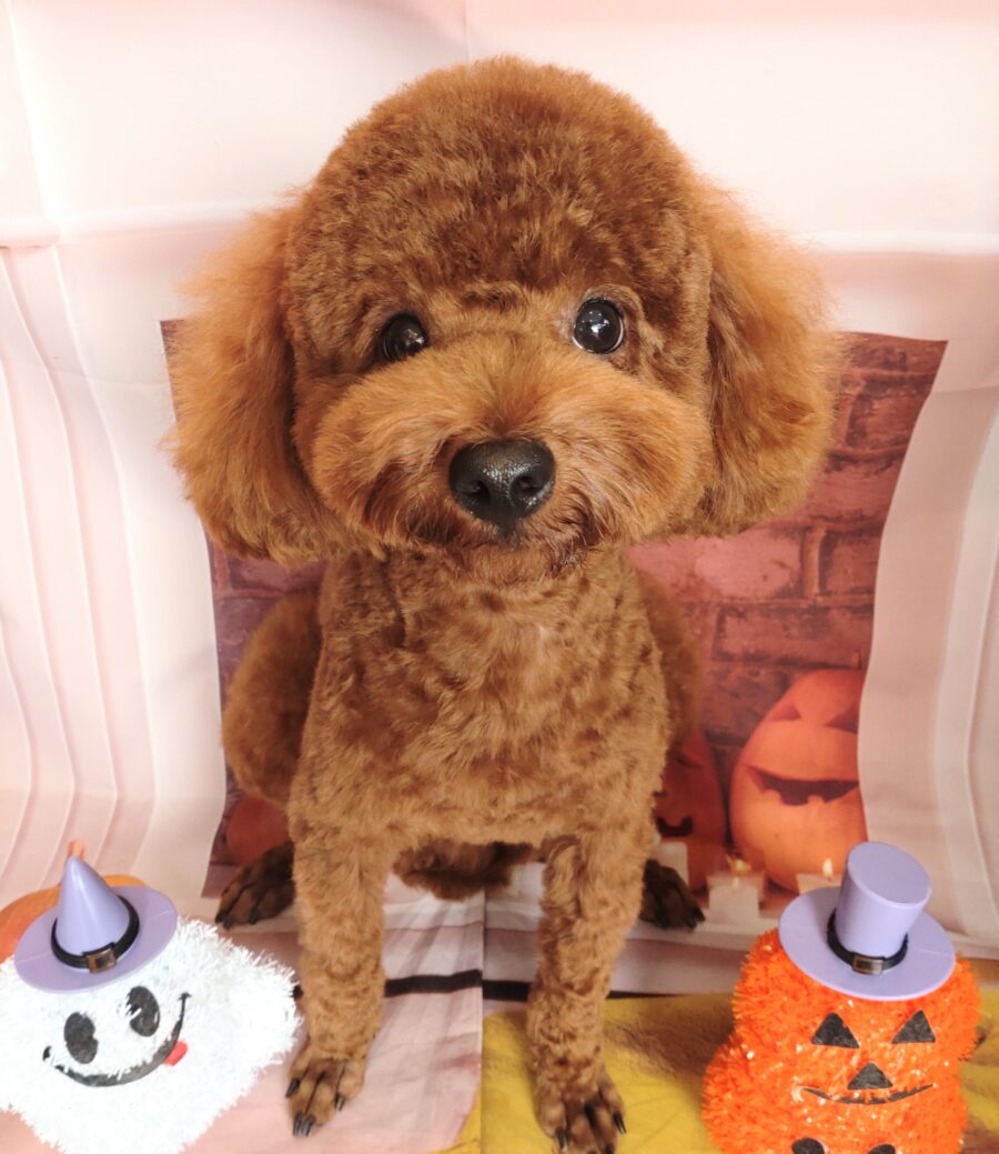 ふわふわ可愛いトイプードルの彼 - 宇都宮のペットサロン・トリミング