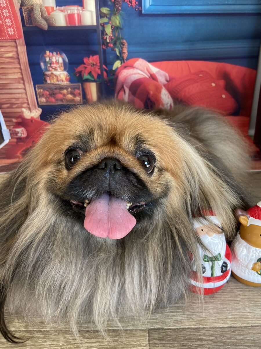 可愛いペキニーズ3人仲良くゆっくり - 宇都宮のペットサロン