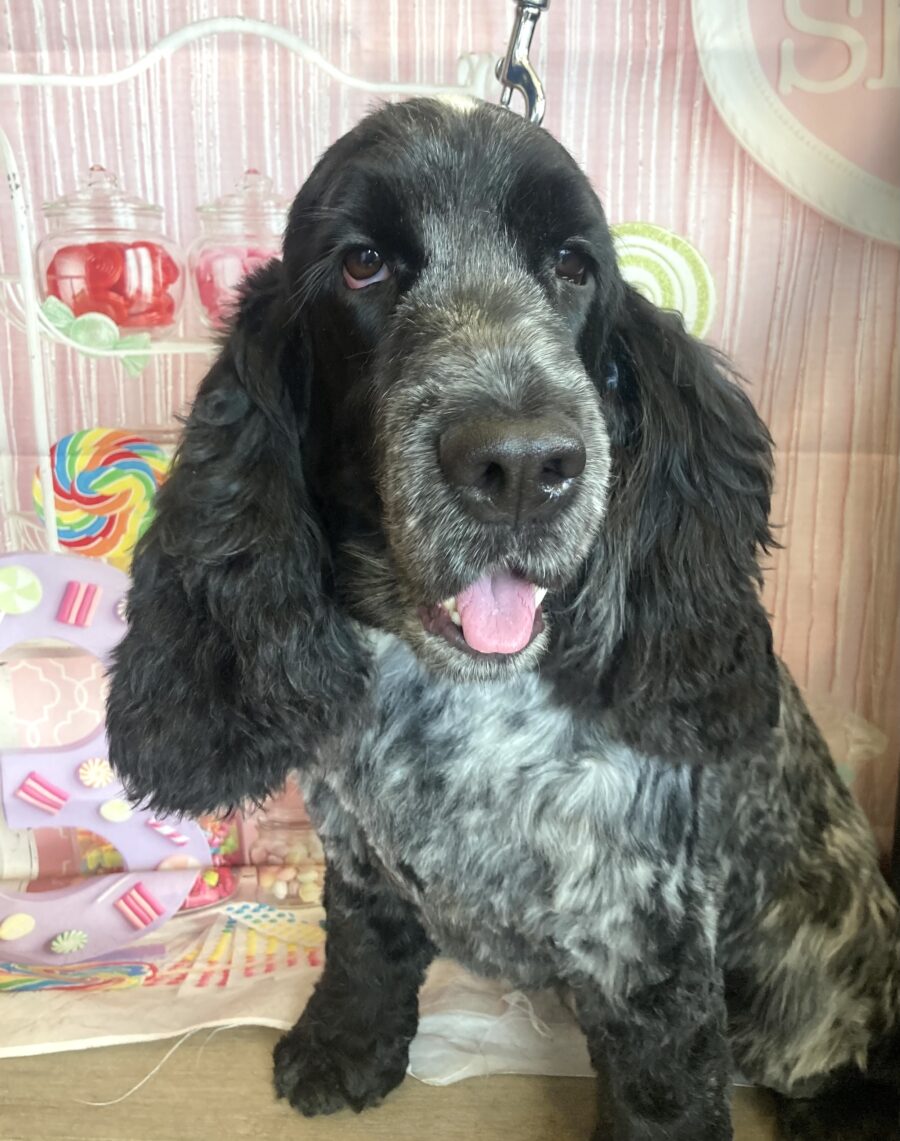 可愛いイングリッシュコッカースパニエルの彼女 - 宇都宮のペット