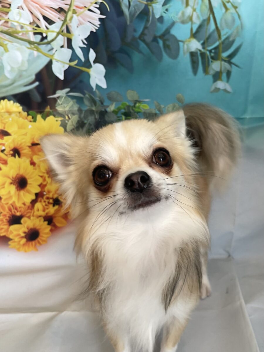 かわいいチワワの彼 - 宇都宮のペットサロン・トリミングサロン「Dog