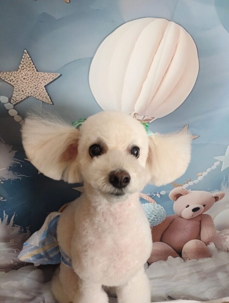 美しい古美術◼️蔵から可愛い犬のかなり雰囲気のある水差しが出て来ました、茶道具 黄白釉騎馬女子俑 初唐 7 世紀 高 30 cm Straw Grazed Pottery