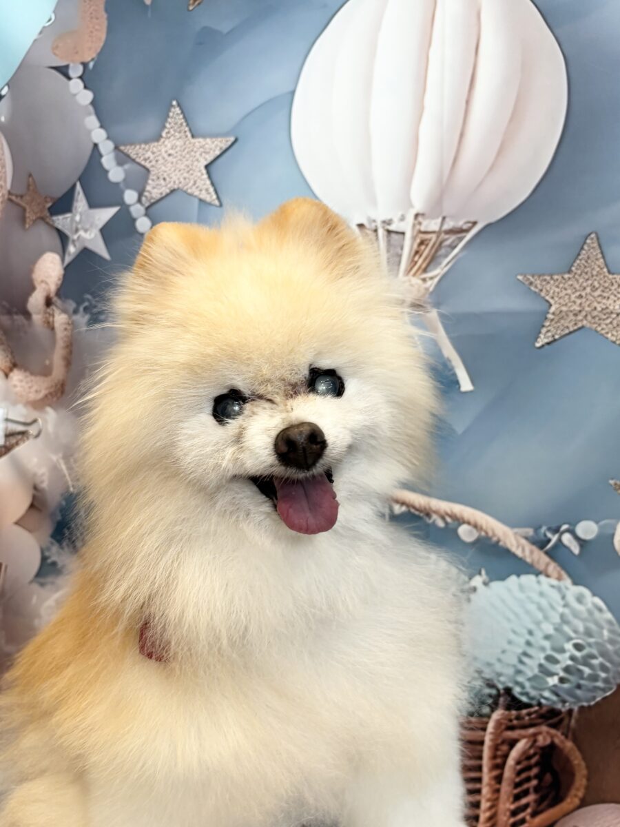 可愛いポメラニアンの彼女 - 宇都宮のペットサロン・トリミングサロン