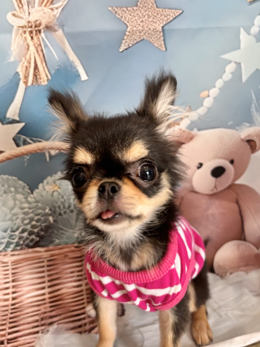 初めまして可愛いチワワの彼女 - 宇都宮のペットサロン・トリミング