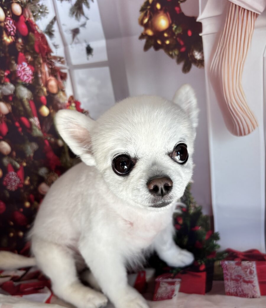 とっても可愛いチワワの彼女 - 宇都宮のペットサロン・トリミング