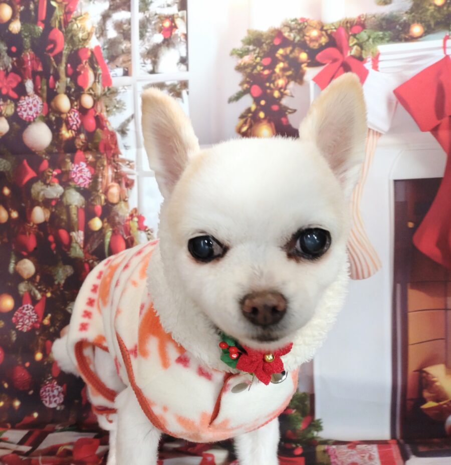 スッキリ可愛いチワワの彼女 - 宇都宮のペットサロン・トリミング