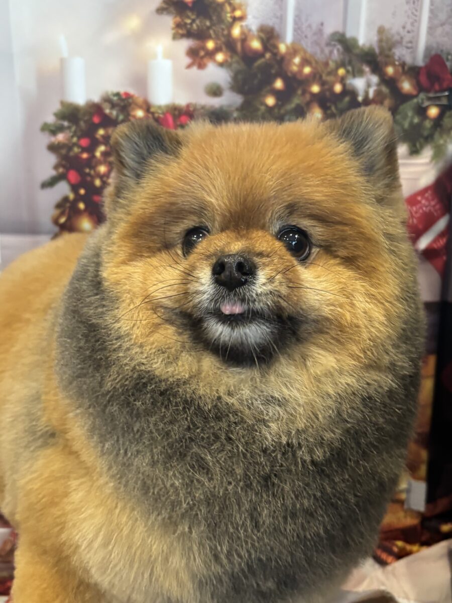 瑠璃福犬ペア 雪と犬 それはGEWALKの真価を発揮する瞬間 2 - LUXCOLLE