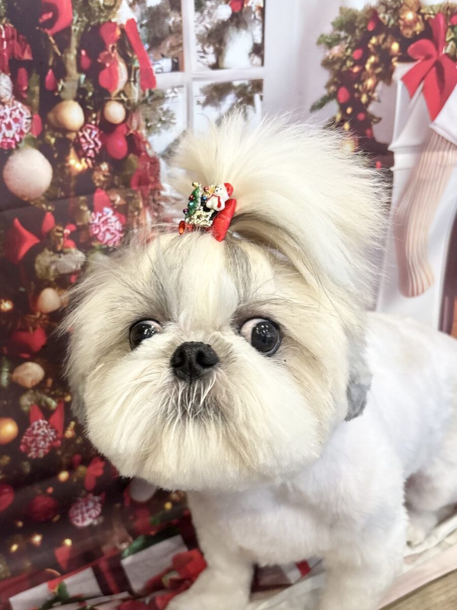 可愛いmixの彼女 - 宇都宮のペットサロン・トリミングサロン「Dog One