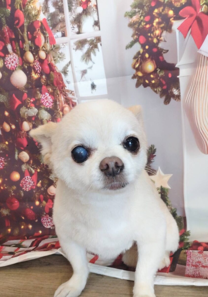 素敵なチワワの彼 - 宇都宮のペットサロン・トリミングサロン「Dog One