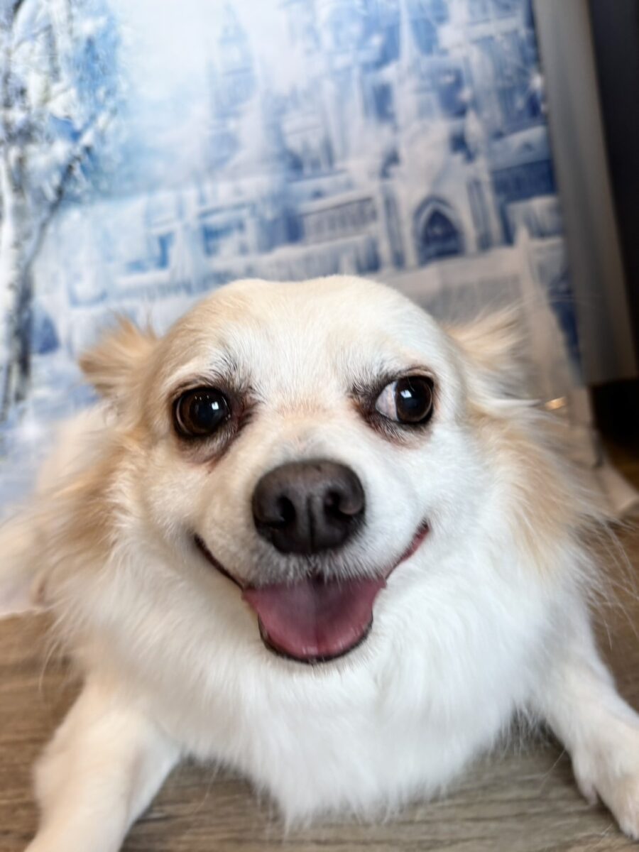 素敵なチワワの彼 - 宇都宮のペットサロン・トリミングサロン「Dog One