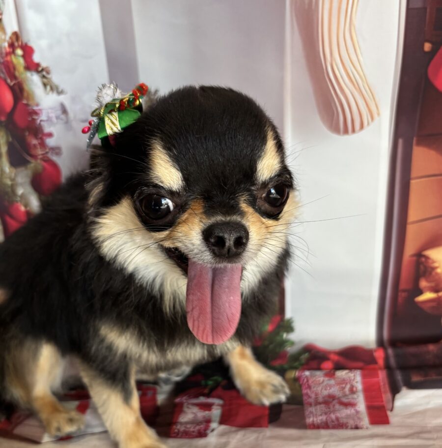 元気いっぱいチワワの彼女 - 宇都宮のペットサロン・トリミングサロン