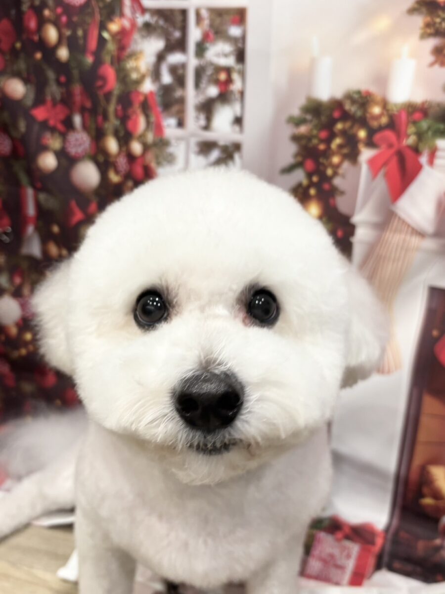 ワンコの写真 ふんわり可愛いビションフリーゼの彼 - 宇都宮のペットサロン