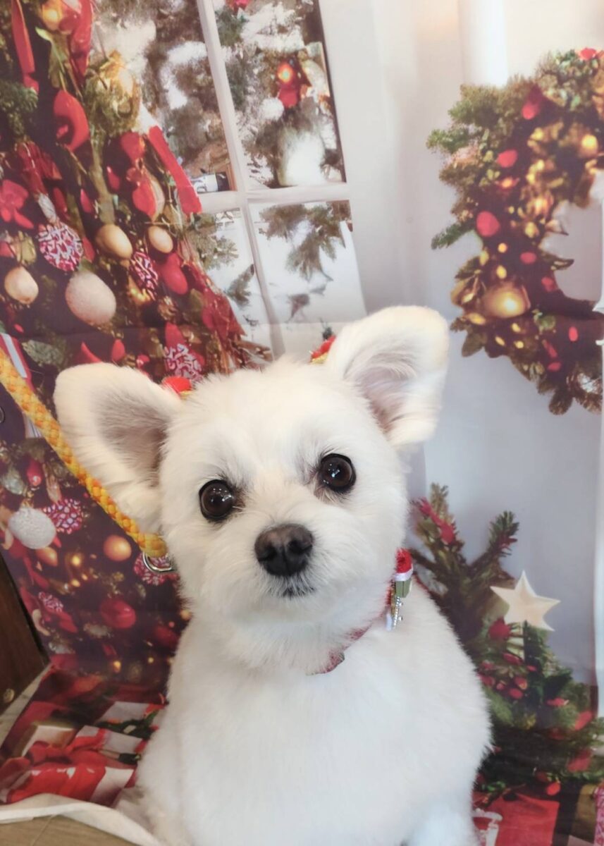 サラサラ素敵なmixの彼女 - 宇都宮のペットサロン・トリミングサロン