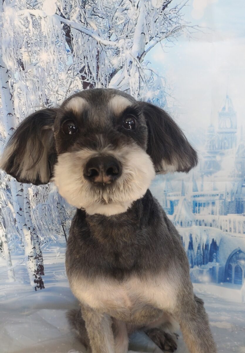 イケメンさんなミニチュアシュナウザーの彼 - 宇都宮のペットサロン