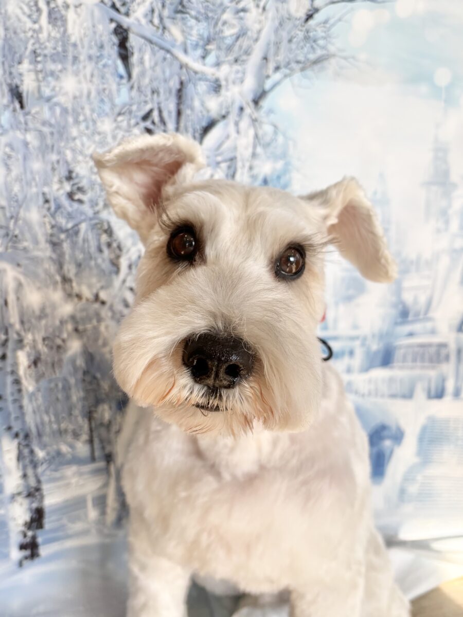 可愛いシュナウザーの彼 - 宇都宮のペットサロン・トリミングサロン