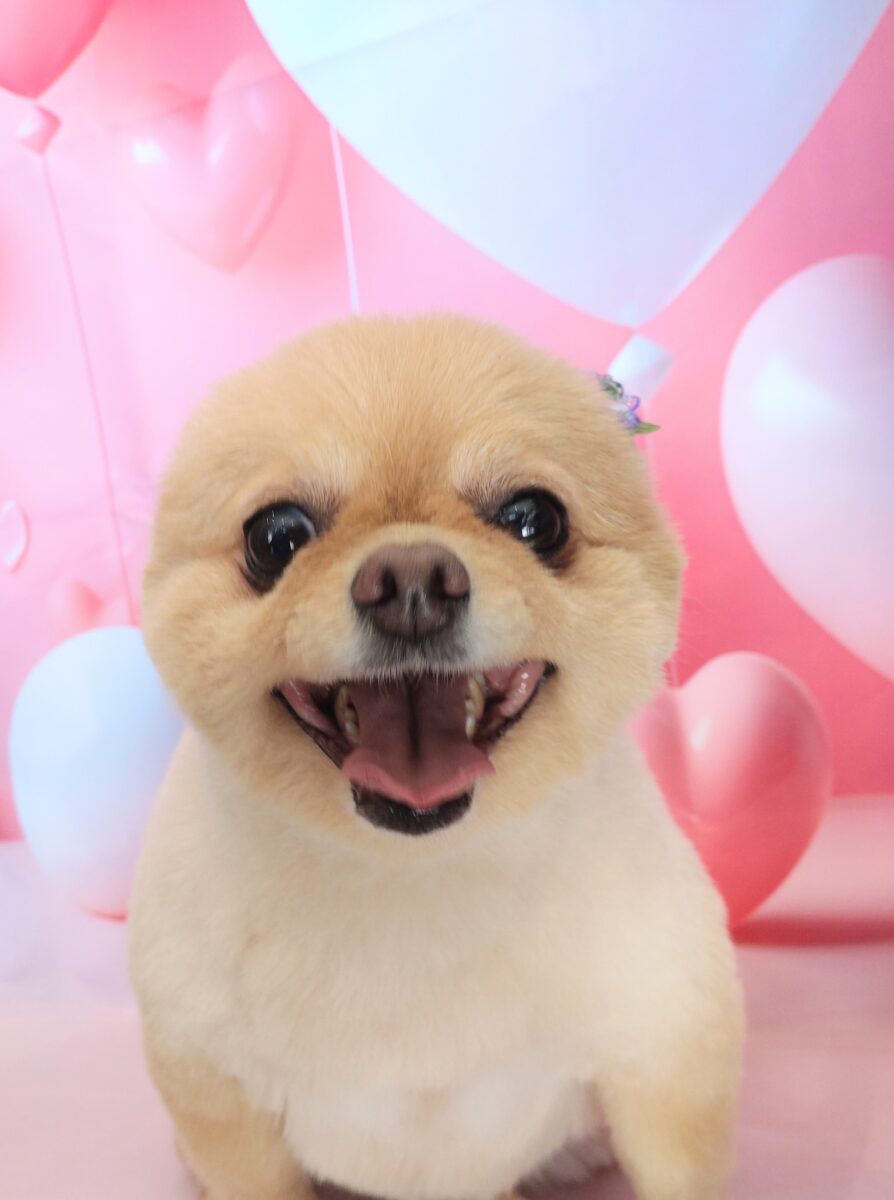 可愛いMixの彼女 - 宇都宮のペットサロン・トリミングサロン「Dog One