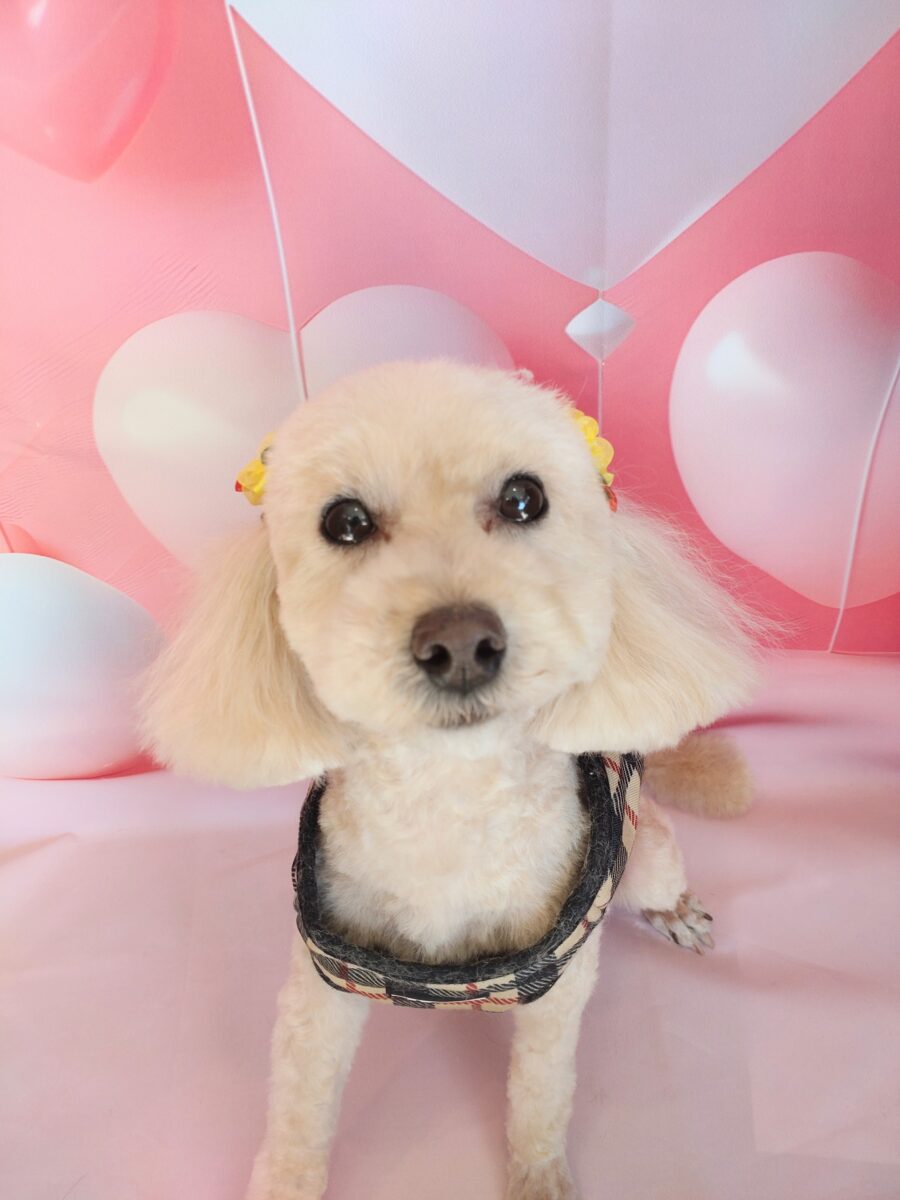 ルンルン可愛いトイプードルの彼女 - 宇都宮のペットサロン