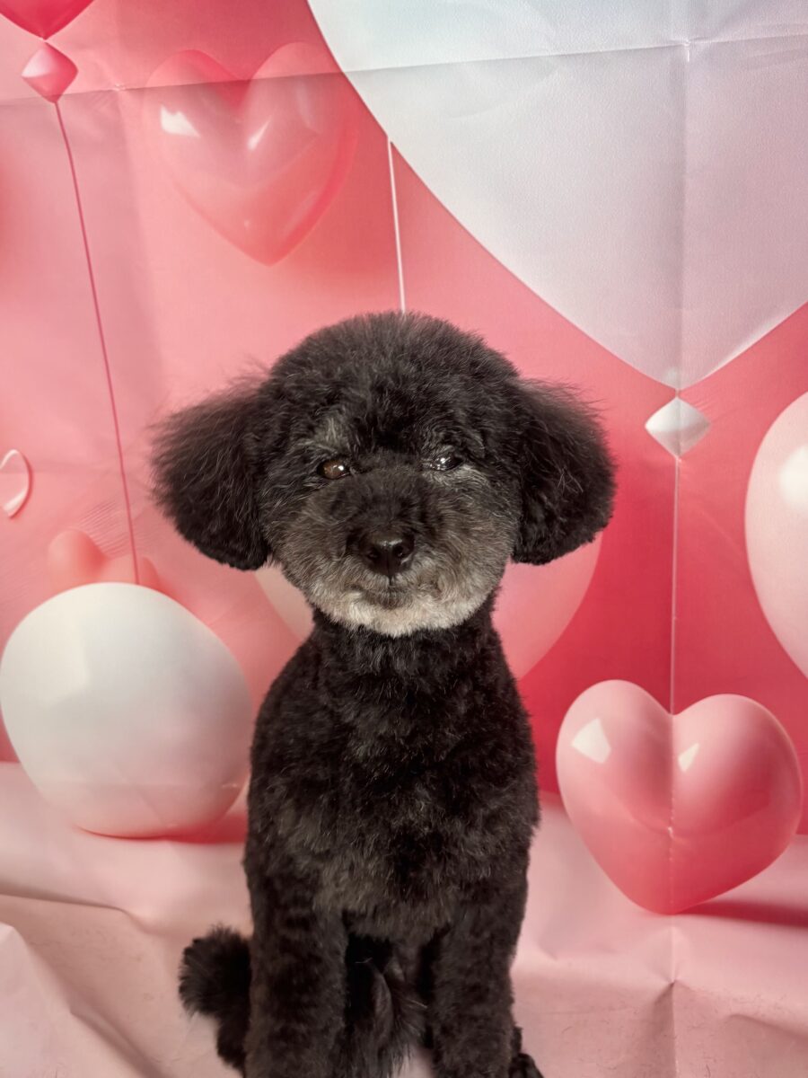 可愛いトイプードルの彼女 - 宇都宮のペットサロン・トリミングサロン