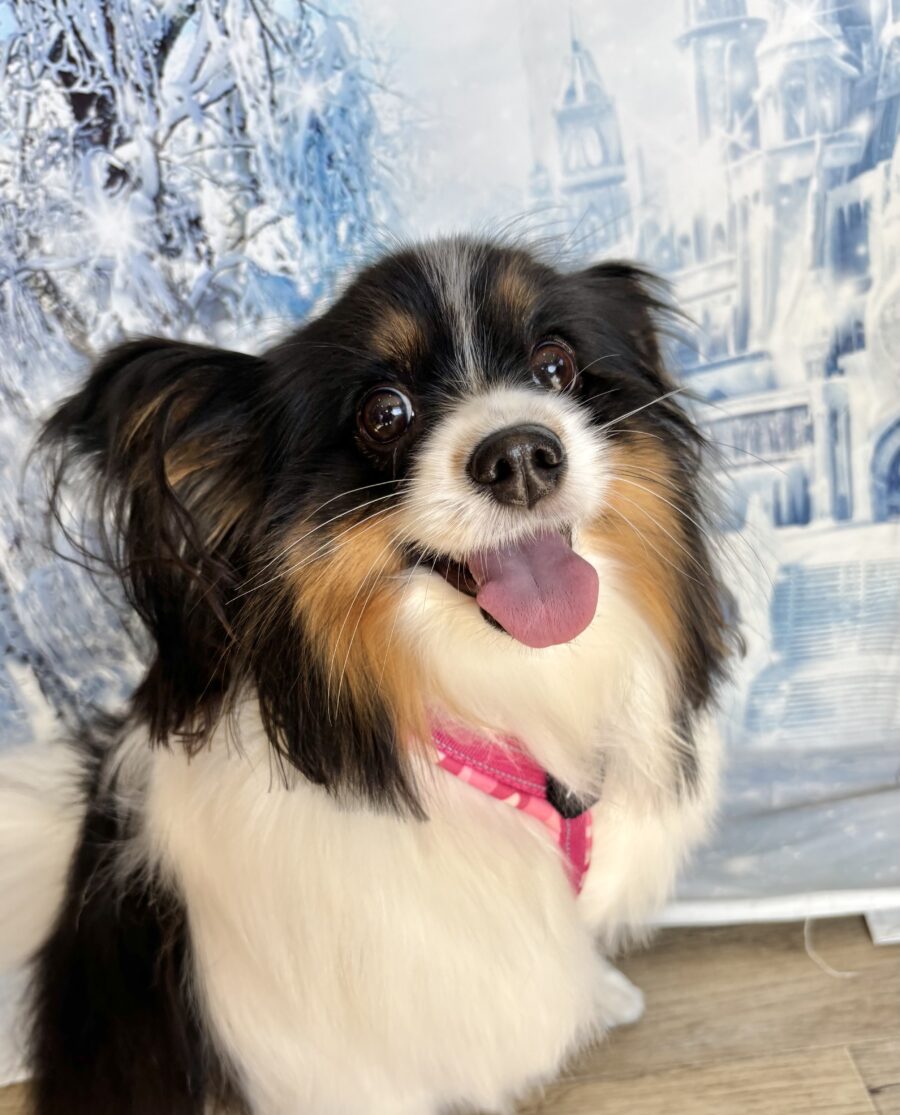 とっても可愛いパピヨンの彼女 - 宇都宮のペットサロン・トリミング