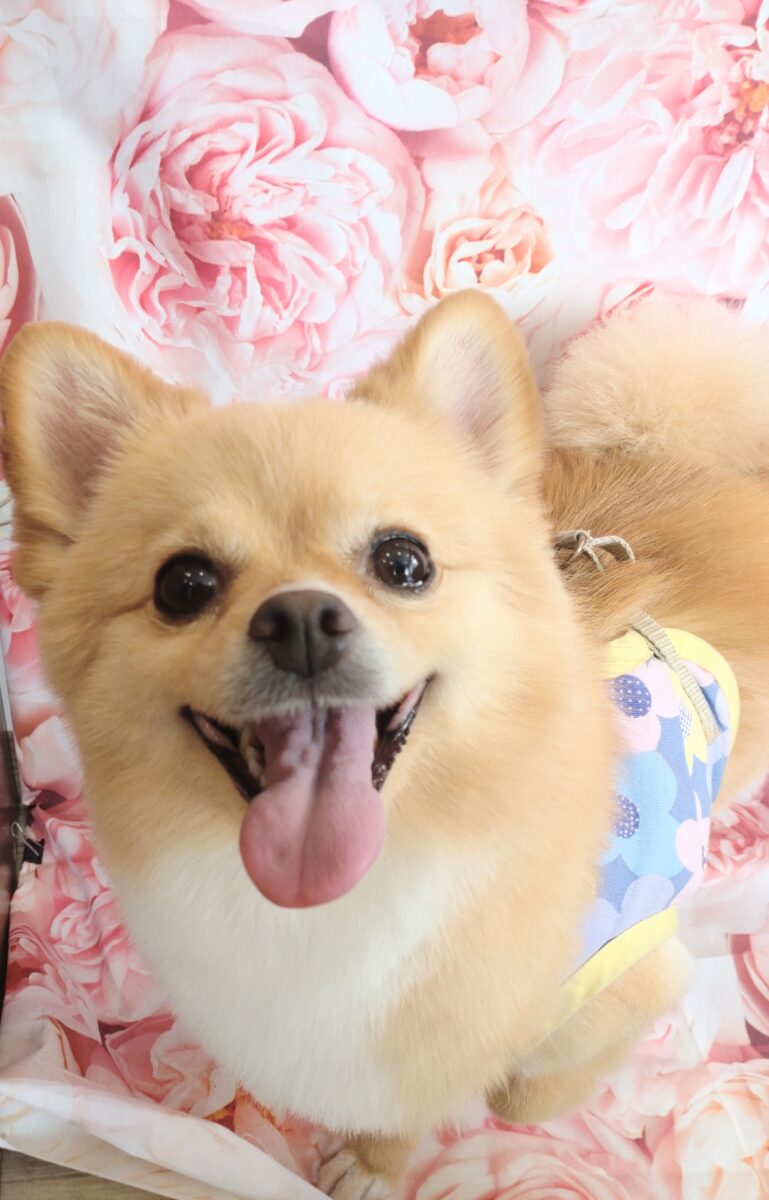 美人さんなMixの彼女 - 宇都宮のペットサロン・トリミングサロン「Dog
