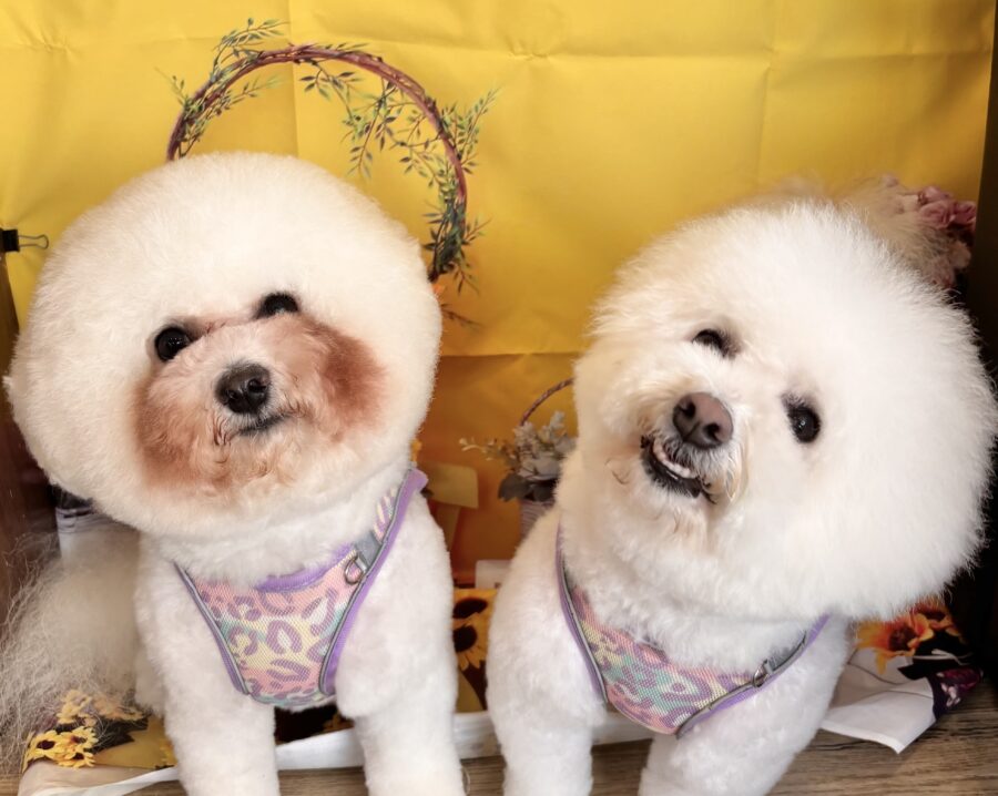 ふわふわ素敵なおふたり - 宇都宮のペットサロン・トリミングサロン